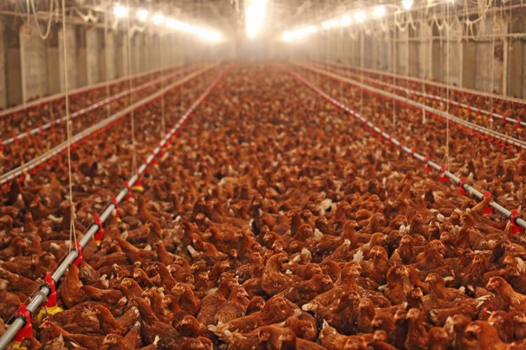 13666-productivisme_et_gigantisme_decouvrez_la_ferme_des_250000_poules_de_doullens